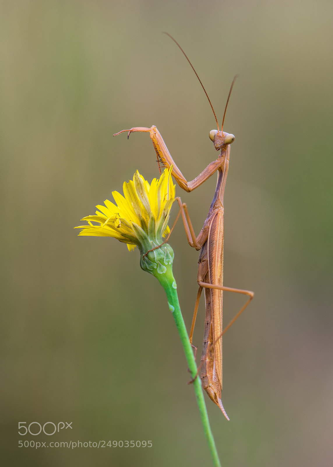 Nikon D7100 sample photo. Mantis photography