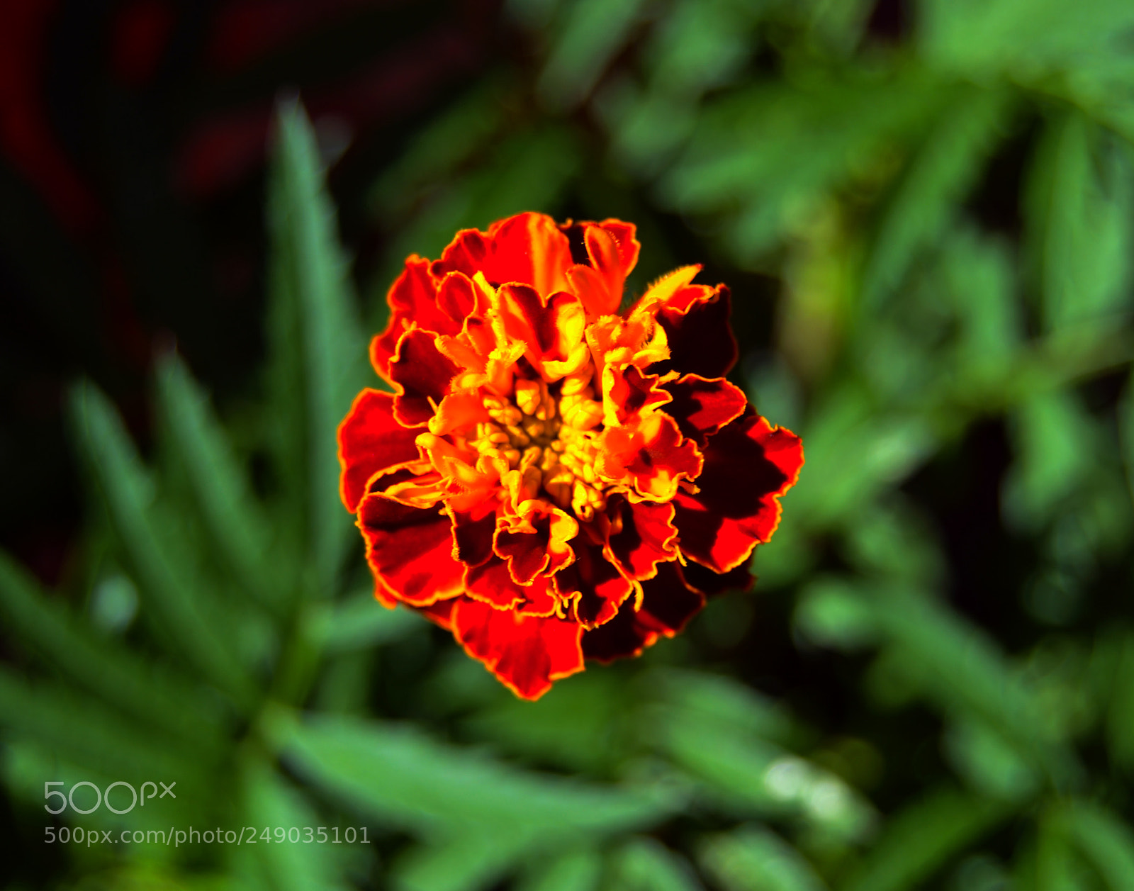 Nikon D3100 sample photo. Flor photography