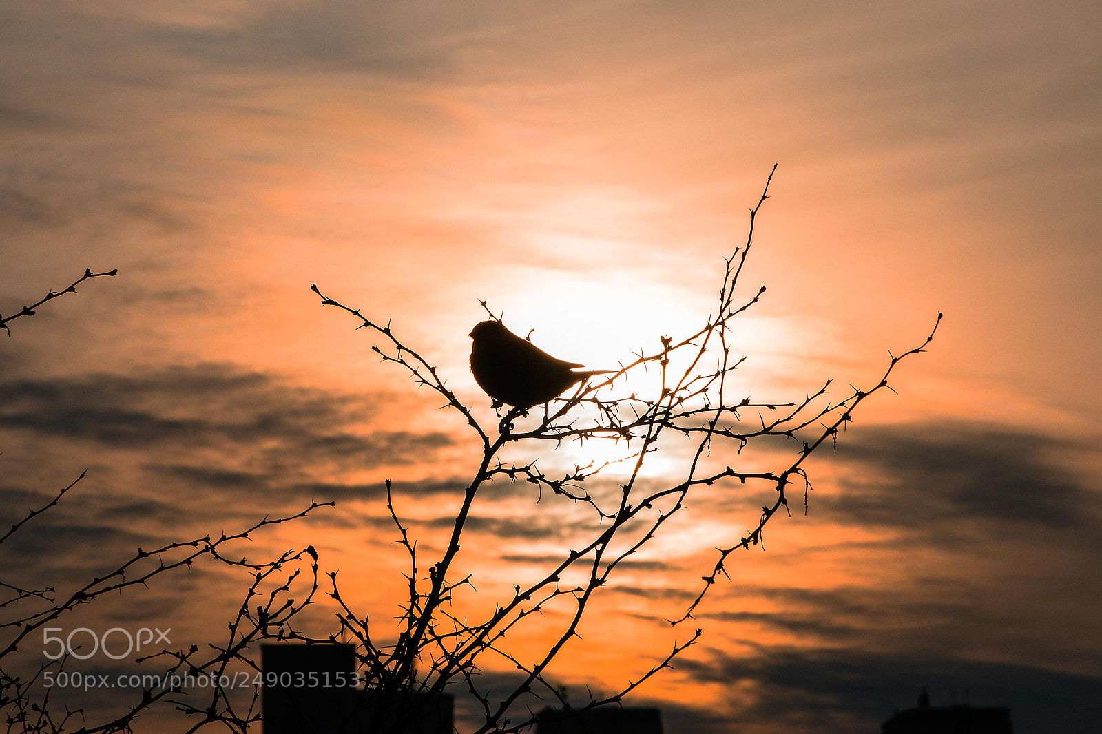 Canon EOS 7D Mark II sample photo. Птица photography