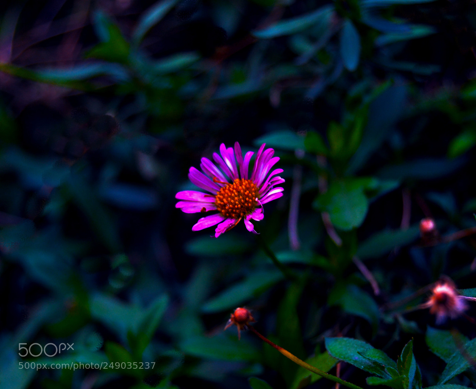Nikon D3100 sample photo. Flor photography