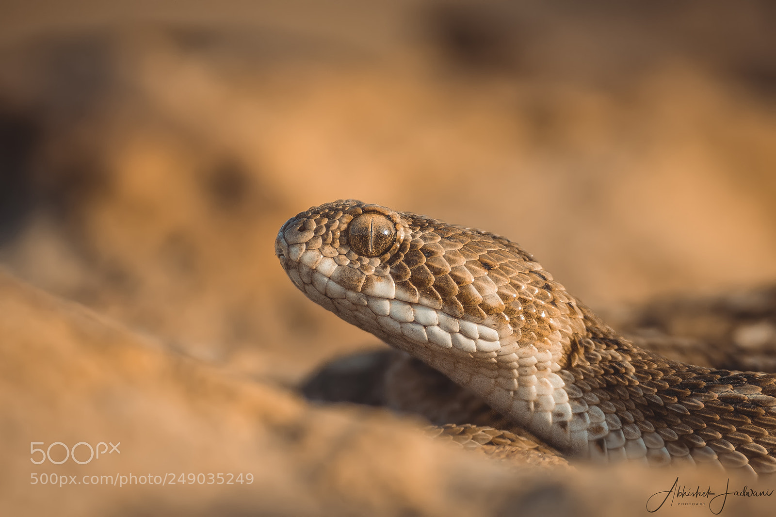 Canon EOS 7D Mark II sample photo. Desert killer photography