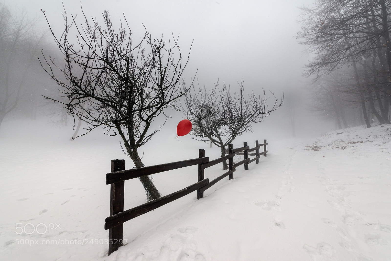 Nikon D610 sample photo. _(lost)_ ...in the fog photography