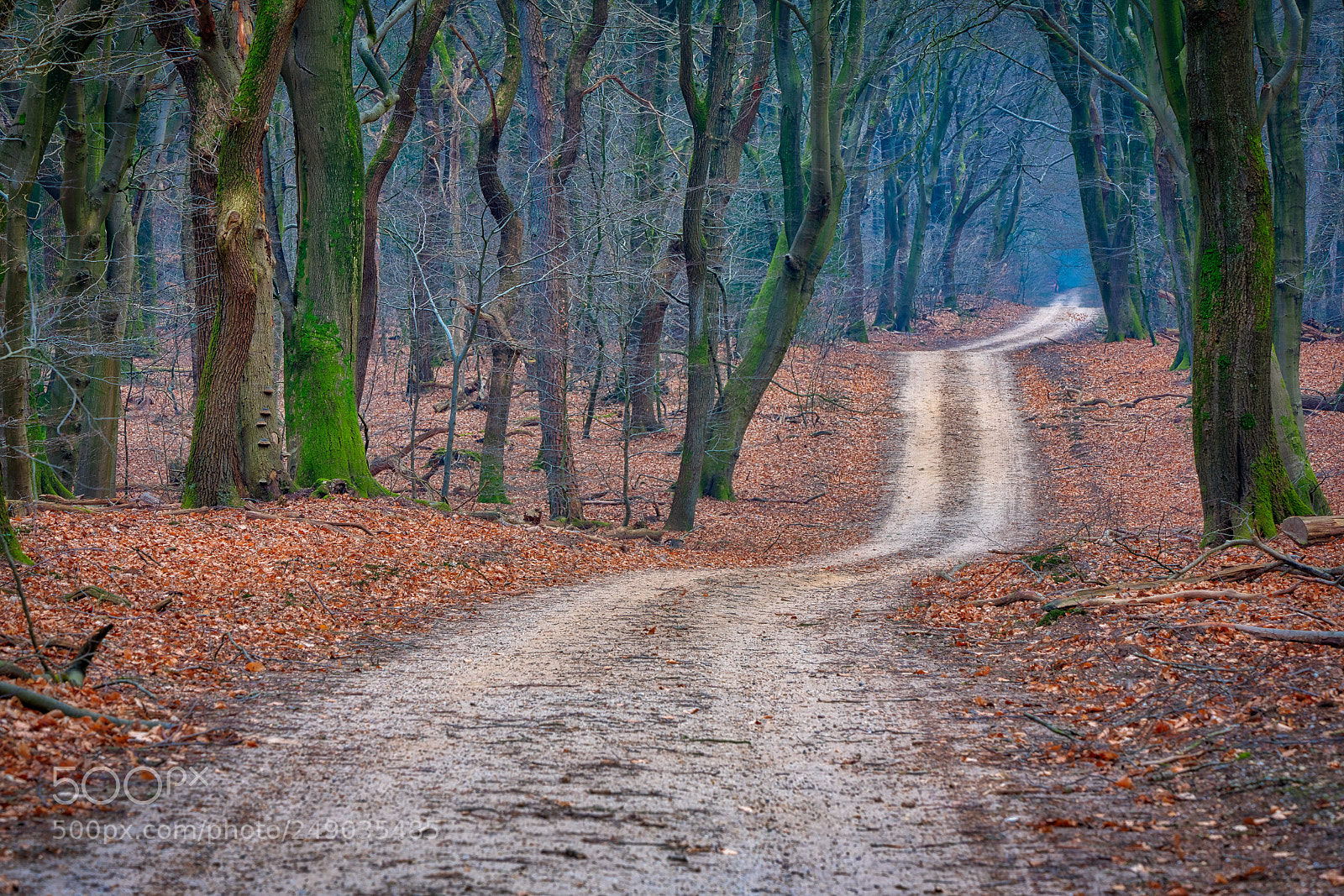 Sony a7R III sample photo. Forest walk photography