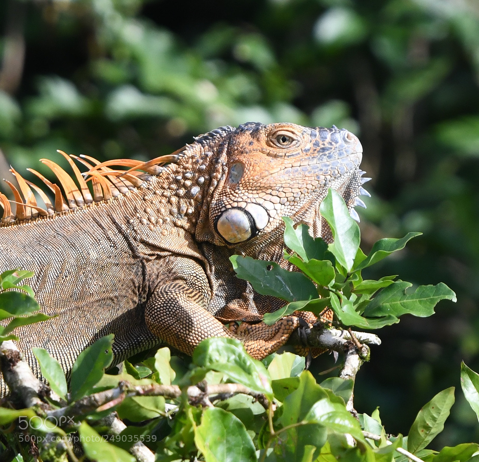 Nikon D850 sample photo. Cano negro costa rica photography