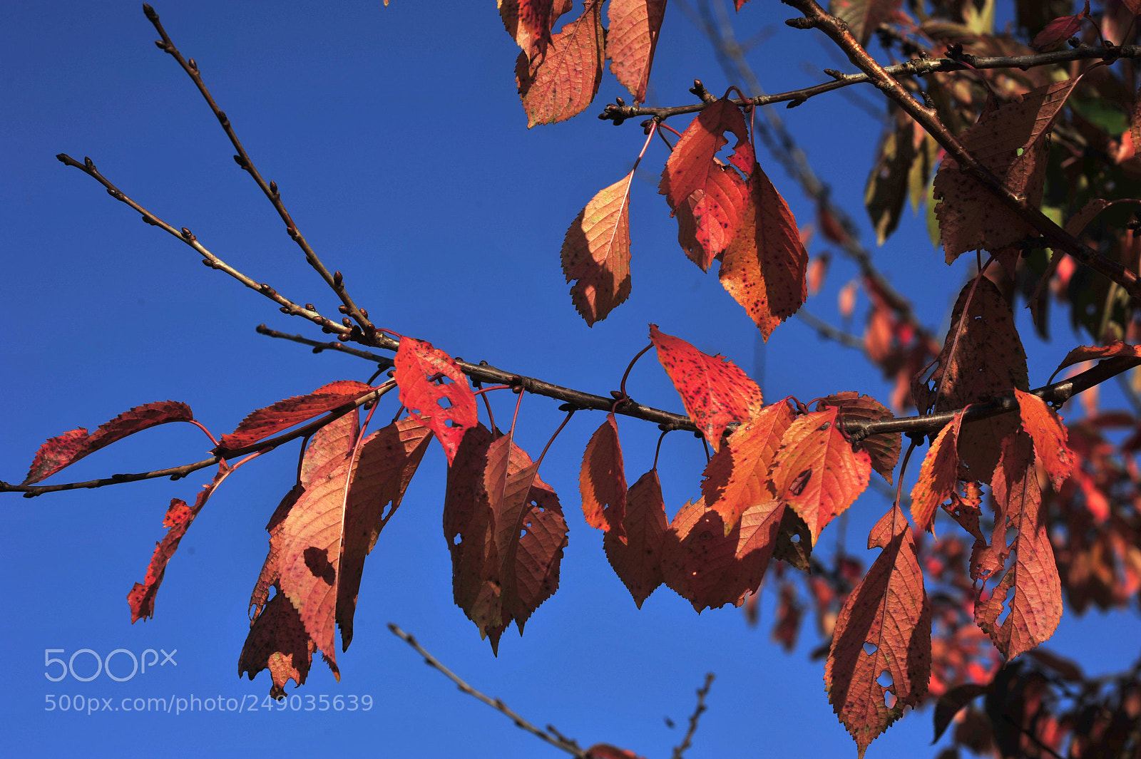 Nikon D700 sample photo. Leaves photography