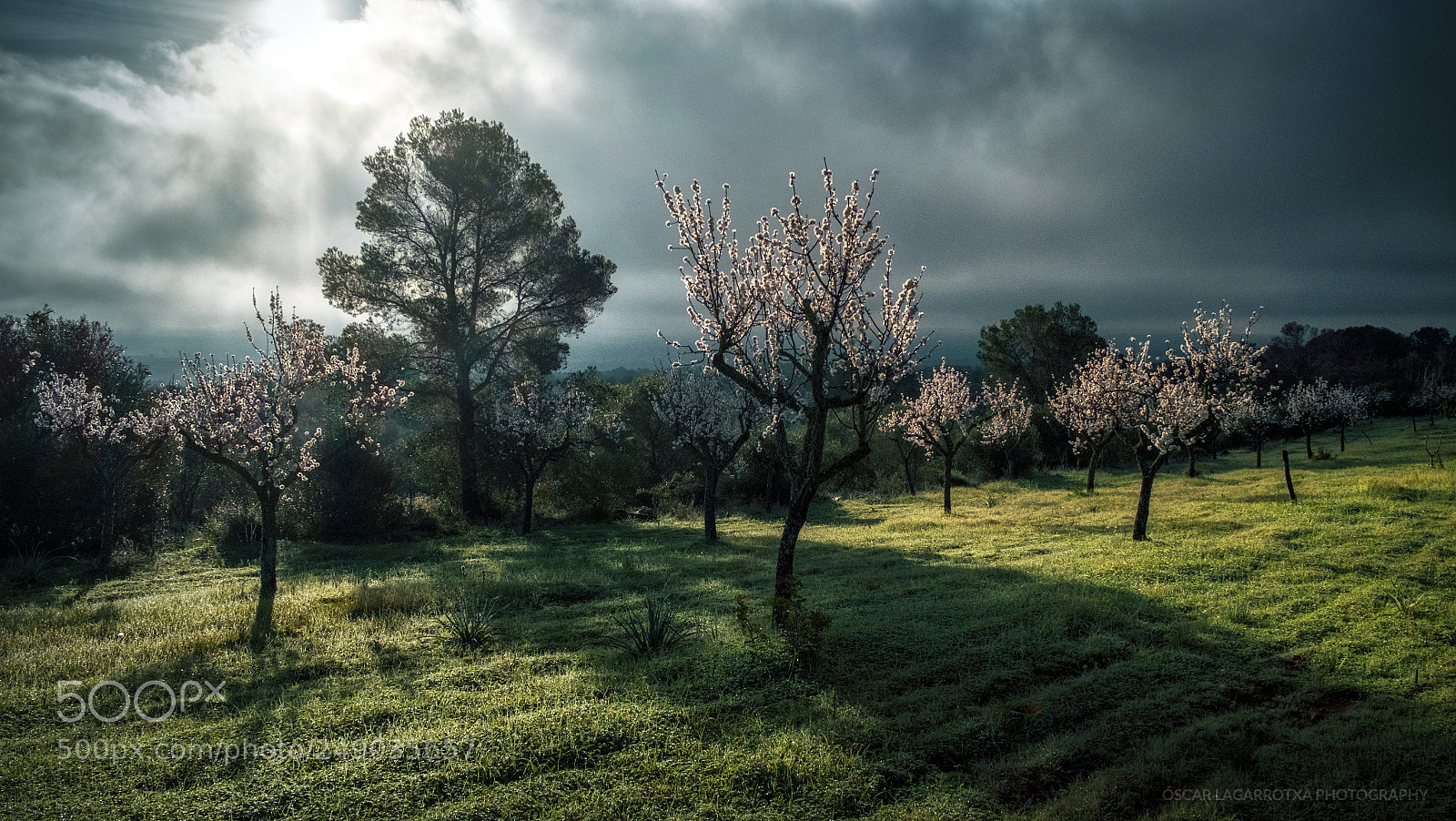 Fujifilm X-E2 sample photo. Almond trees blossom photography