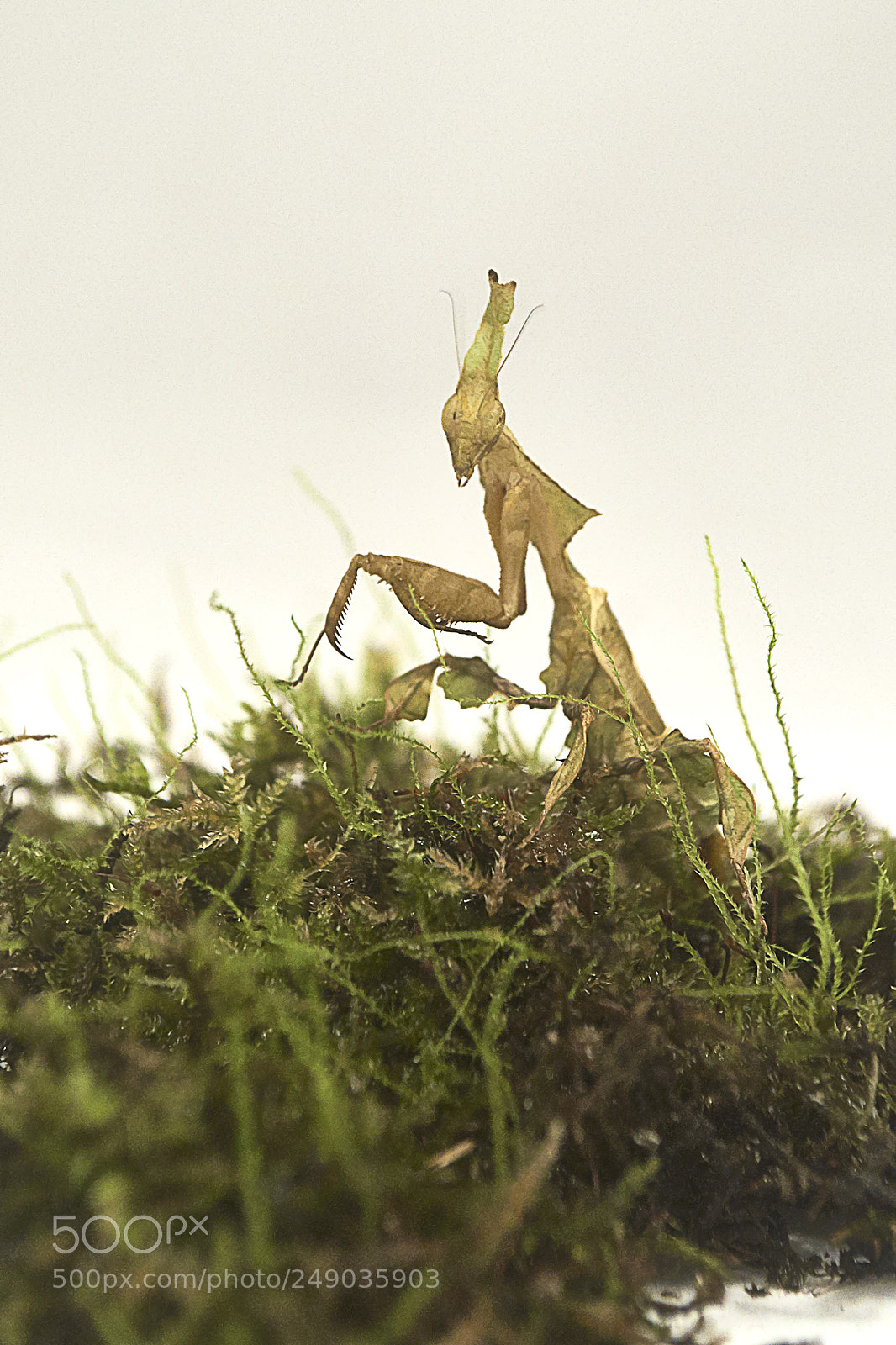Nikon D3100 sample photo. Ghost mantis photography