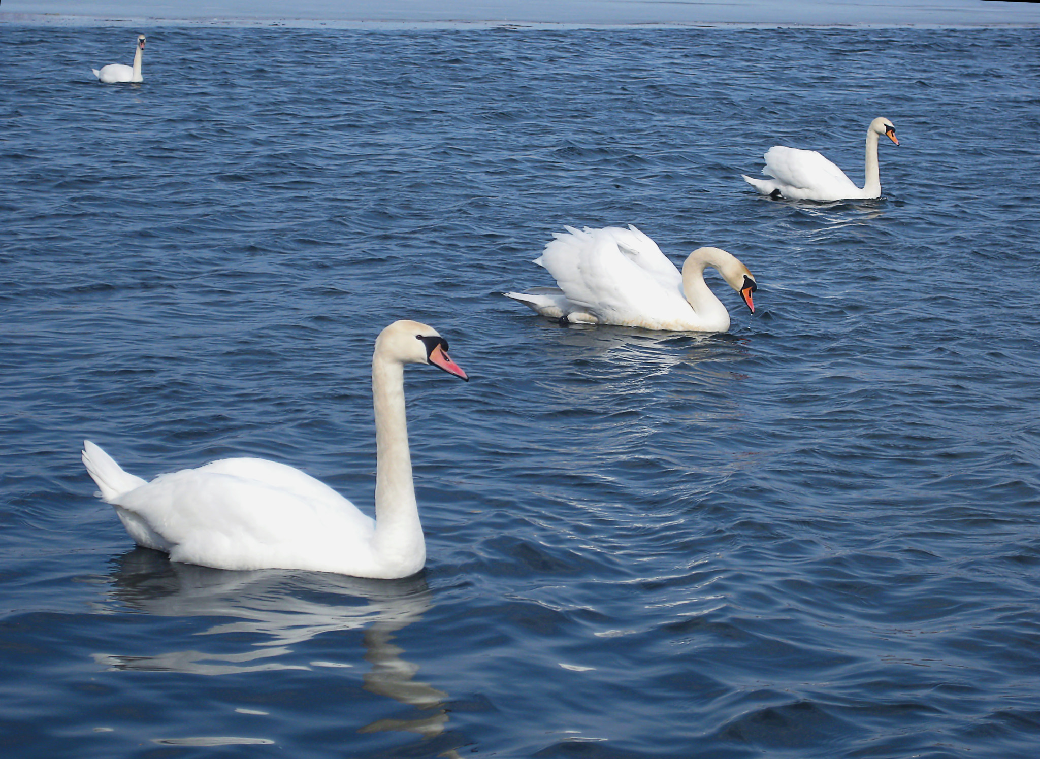 Canon PowerShot SD1100 IS (Digital IXUS 80 IS / IXY Digital 20 IS) sample photo. Swans photography