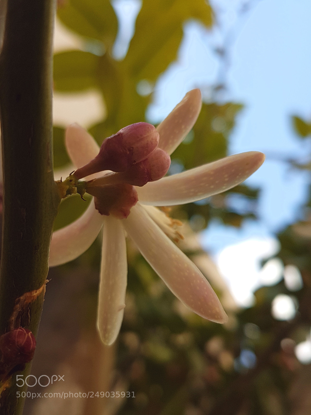 Samsung Galaxy S7 Edge sample photo. Untitled photography