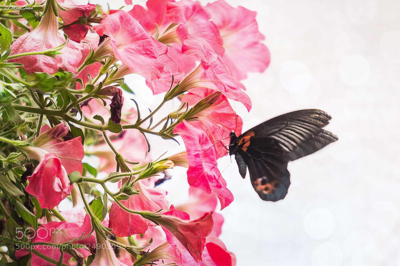 Sony Alpha NEX-7 sample photo. Butterfly photography