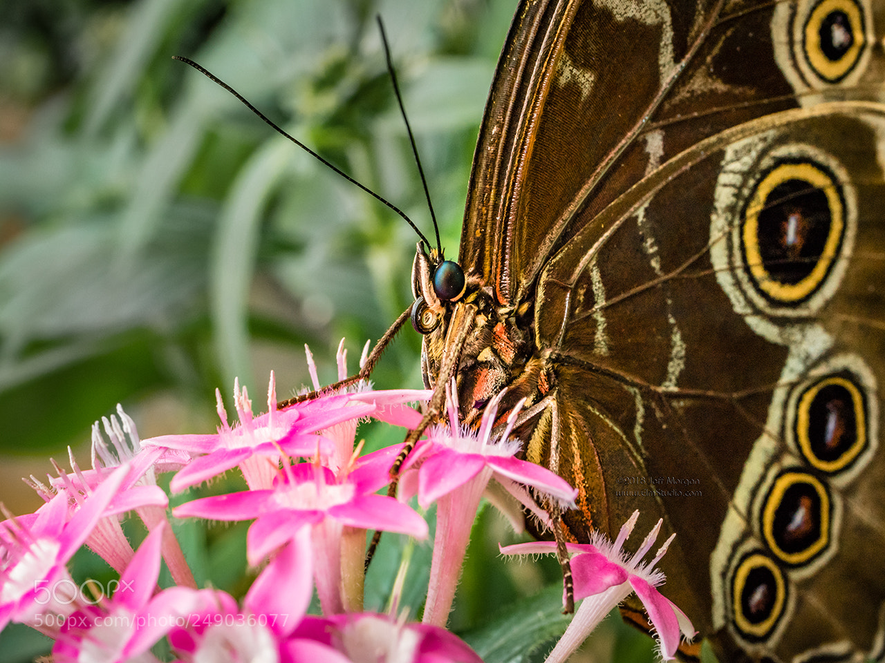 Panasonic Lumix DC-G9 sample photo. Blue morpho butterfly, costa photography