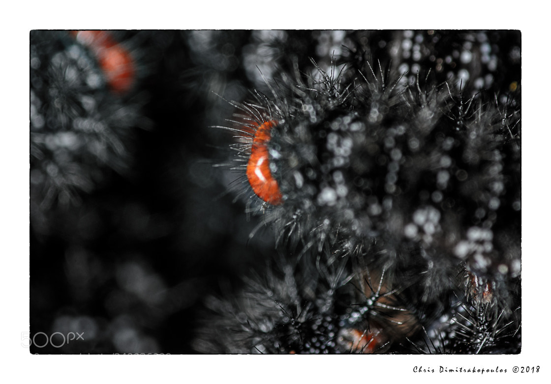 Nikon D7000 sample photo. A mess of black photography