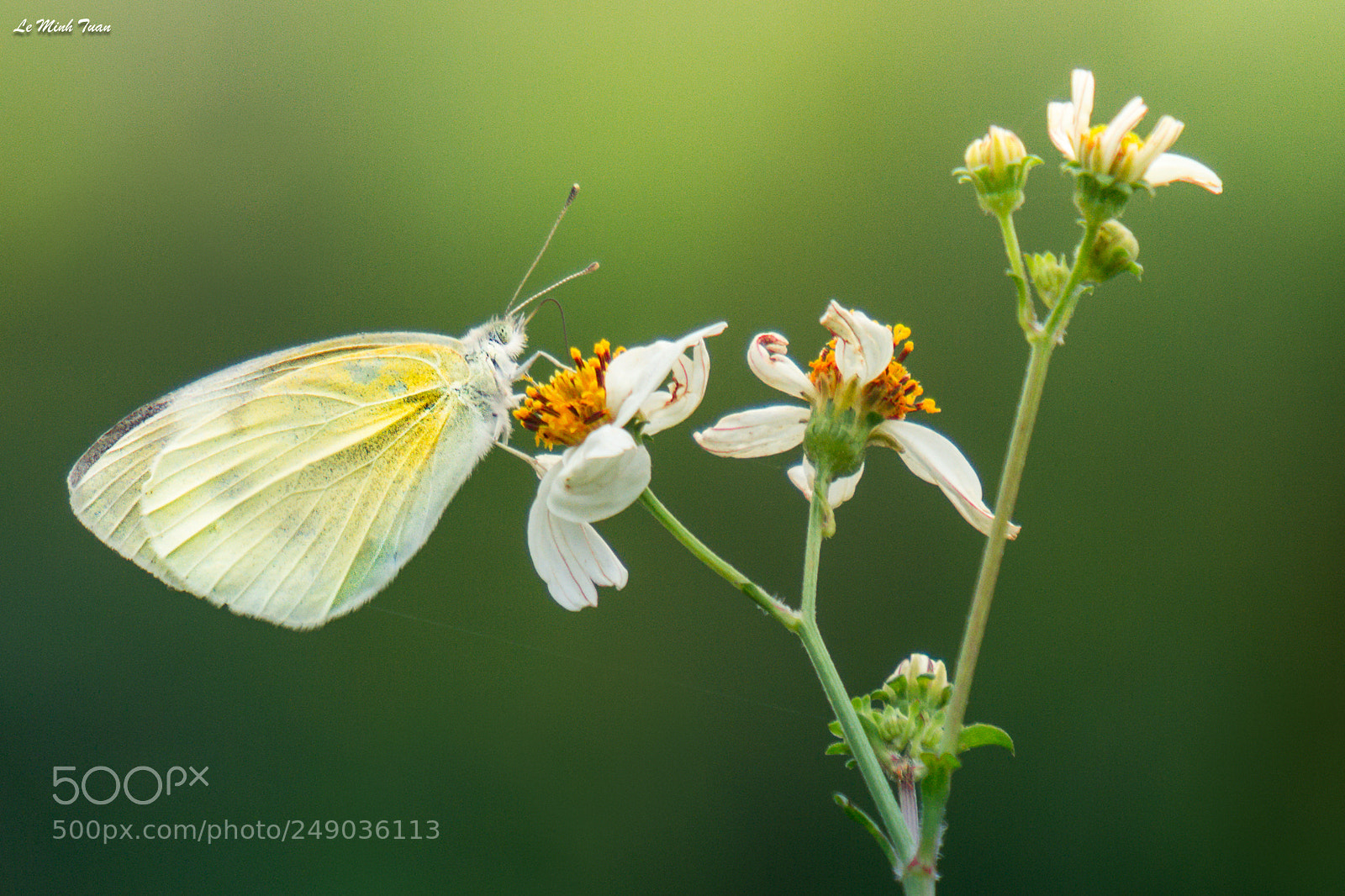 Sony Alpha NEX-7 sample photo. Butterfly photography