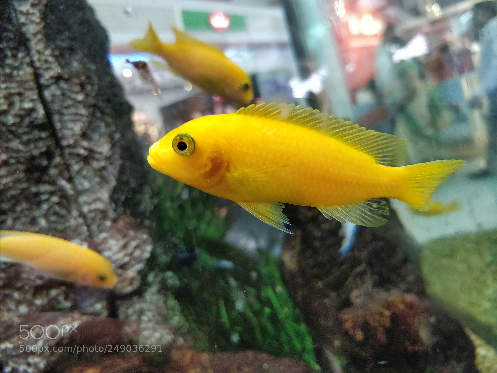 OnePlus 5 sample photo. Marine fish photography