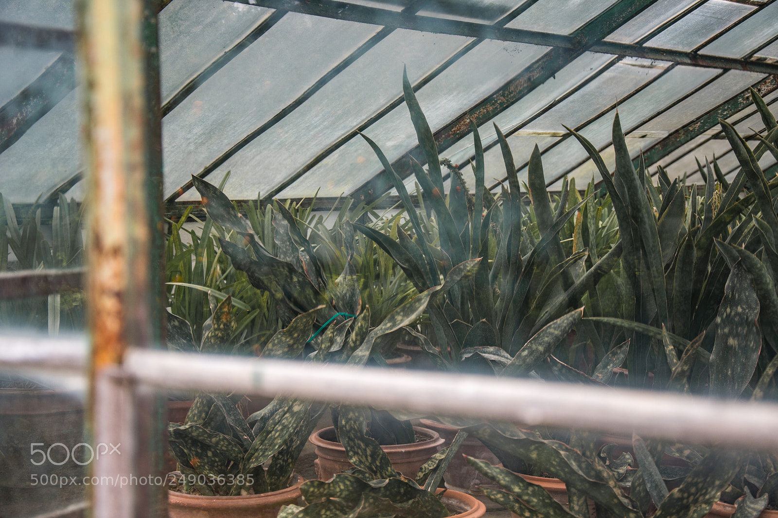 Nikon D7500 sample photo. Through a greenhouse window photography
