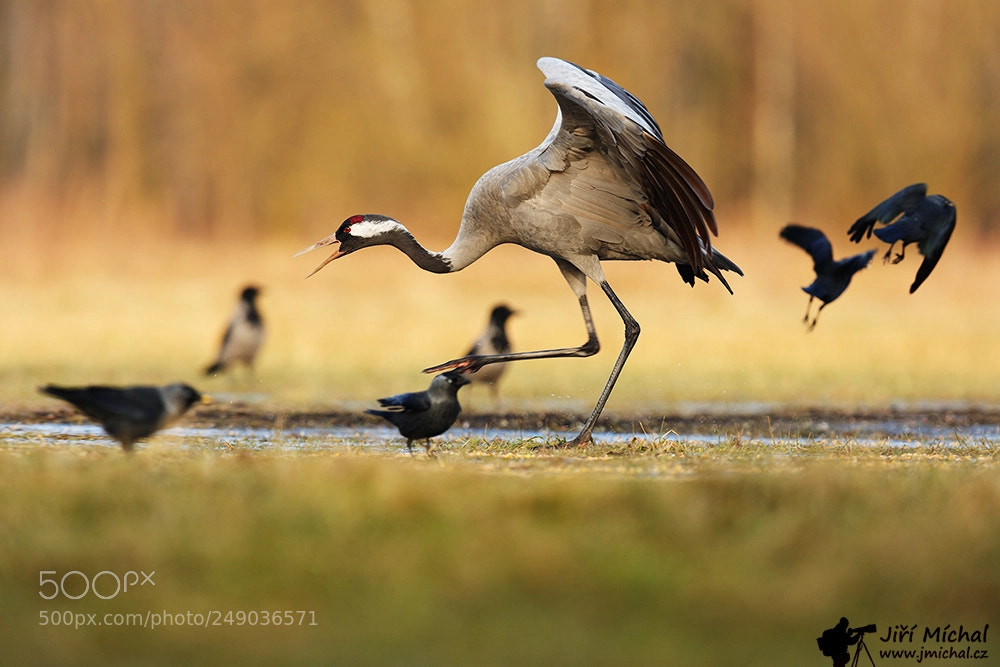 Canon EOS 5D Mark IV sample photo. The common crane photography