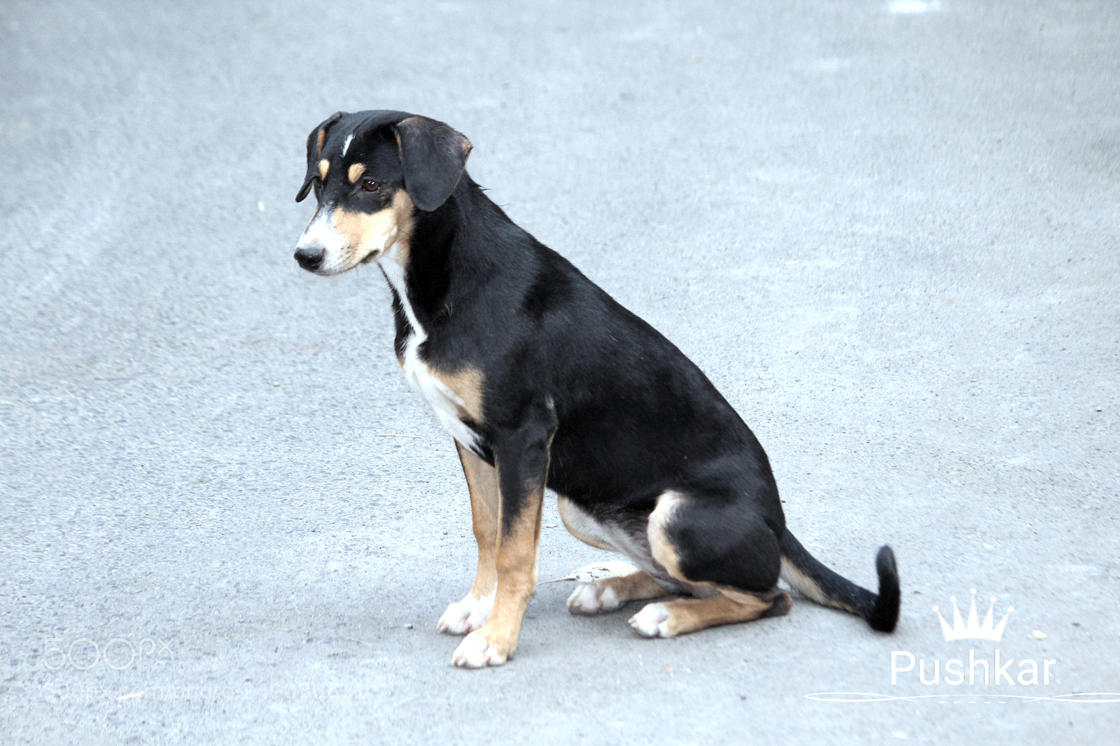 Canon EOS 1200D (EOS Rebel T5 / EOS Kiss X70 / EOS Hi) sample photo. Blacky photography