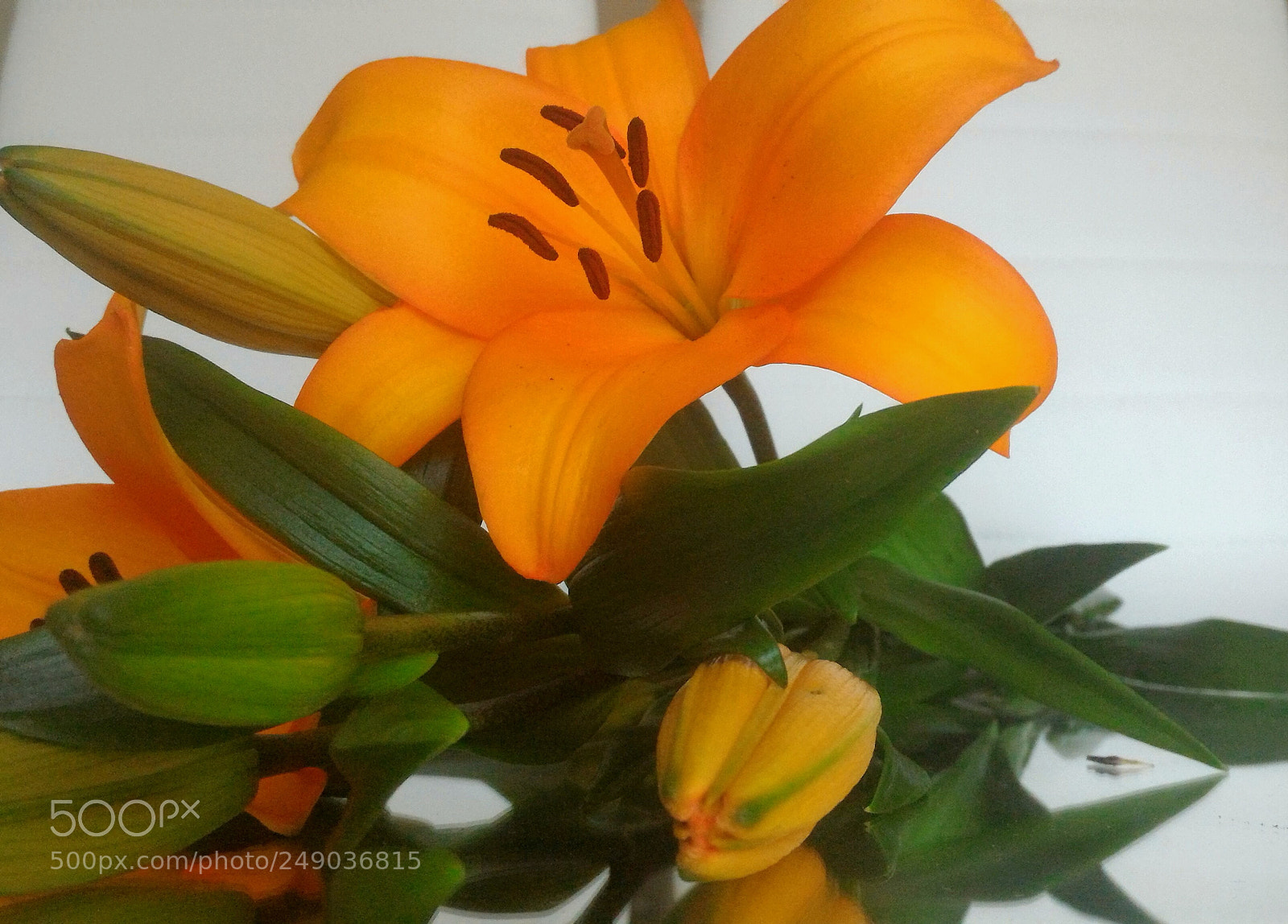 ASUS ZenFone 2 (ZE551ML) sample photo. Daylily photography