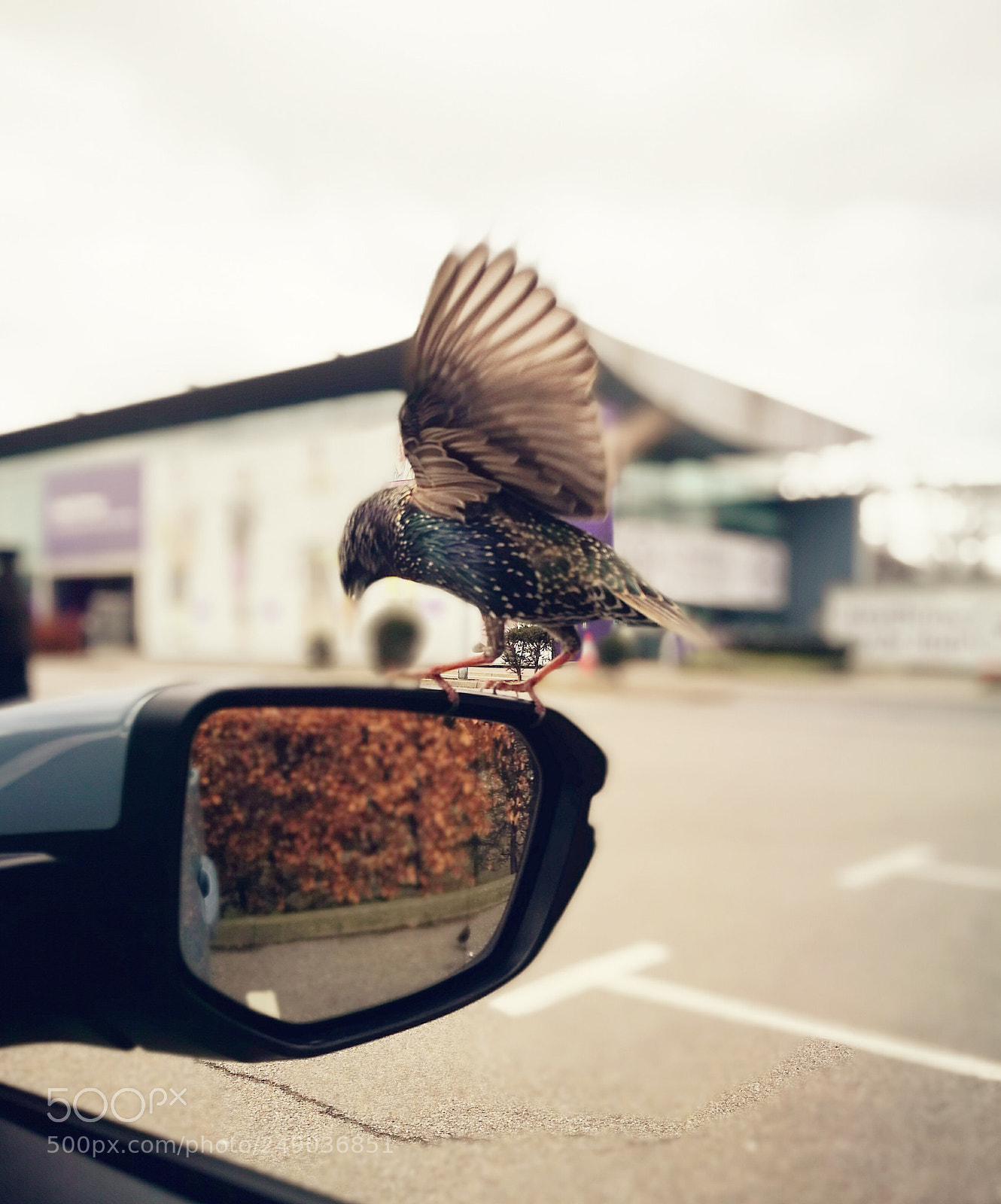 HUAWEI P9 sample photo. Safe landing photography
