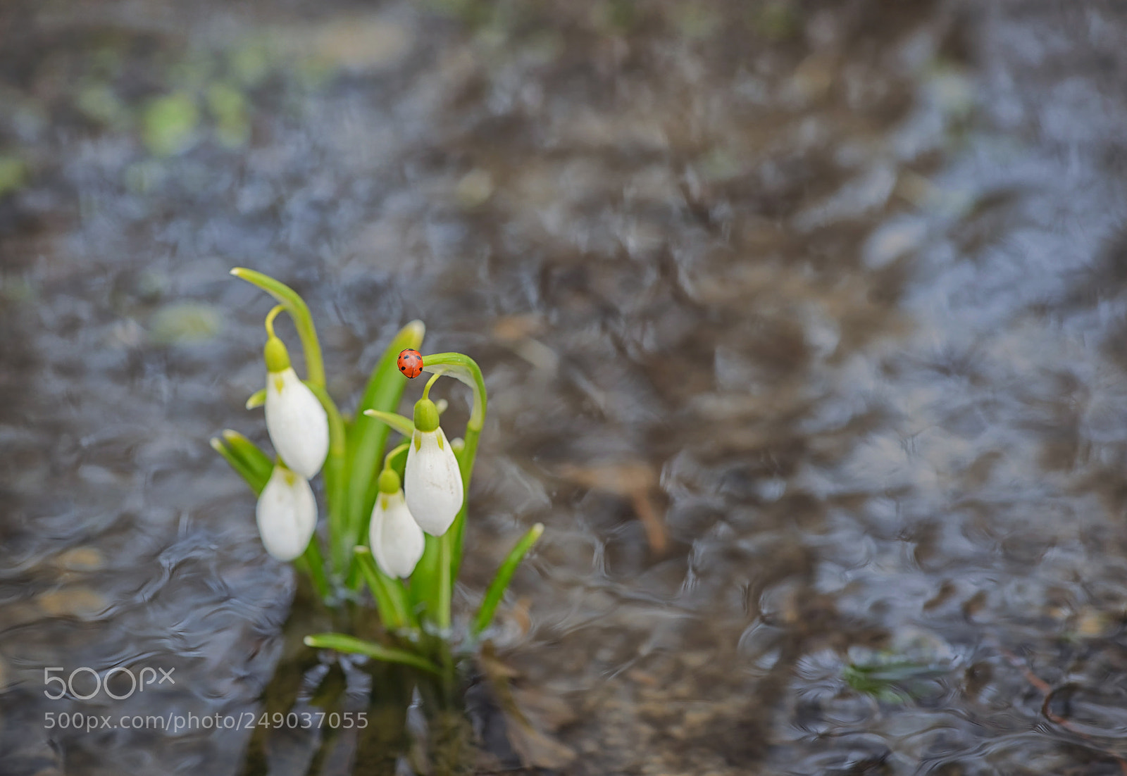 Nikon D610 sample photo. Snowdrops reflection in the photography