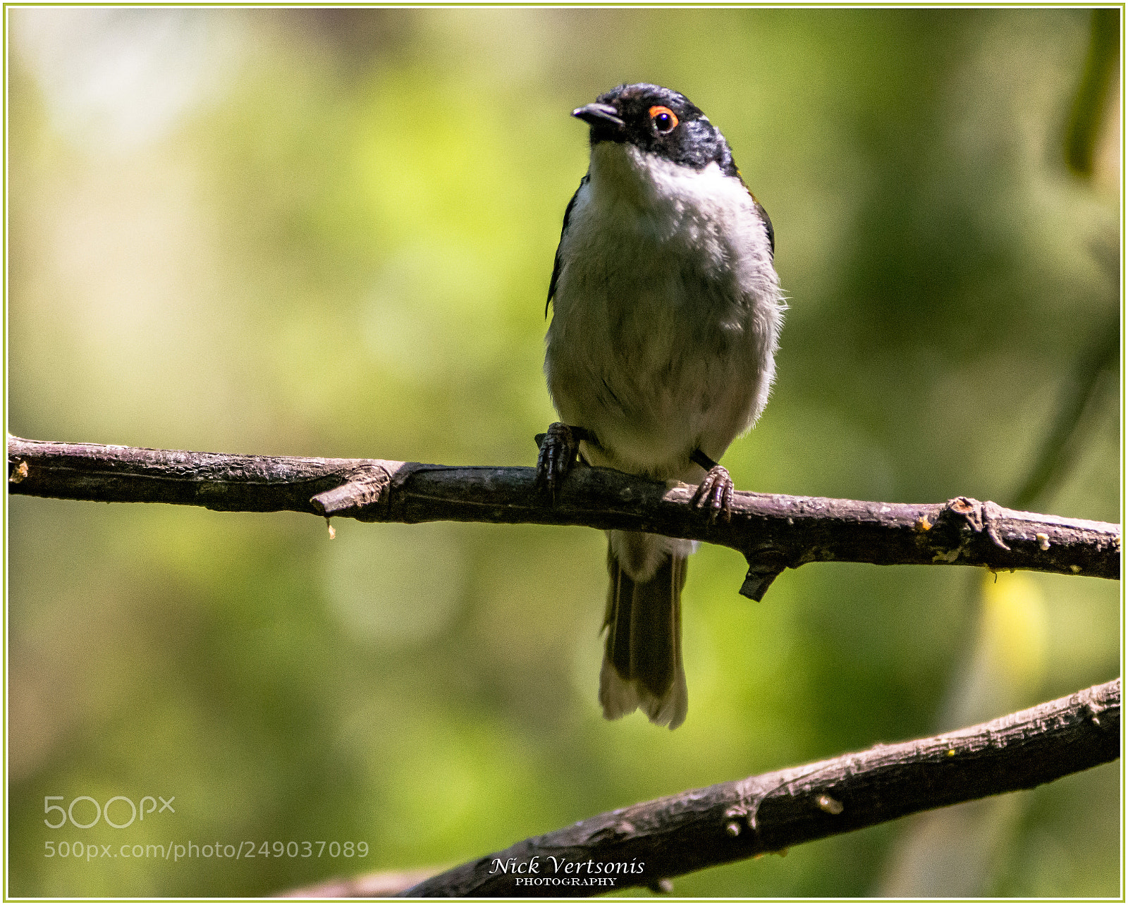 Nikon D7200 sample photo. Watching me, watching you... photography