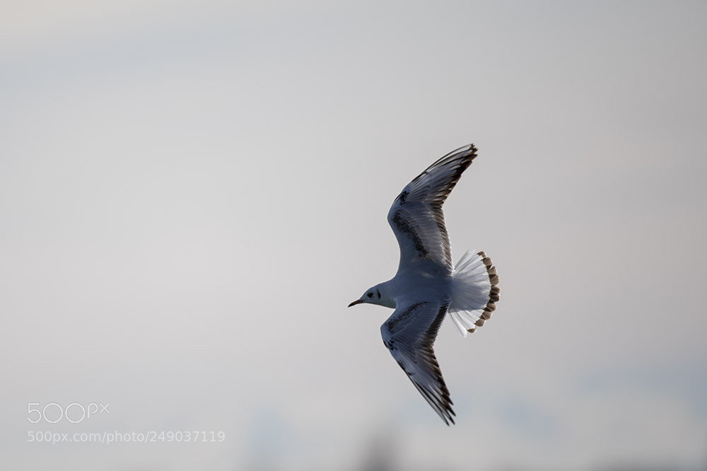 Canon EOS 5D Mark IV sample photo. Plobsheim photography