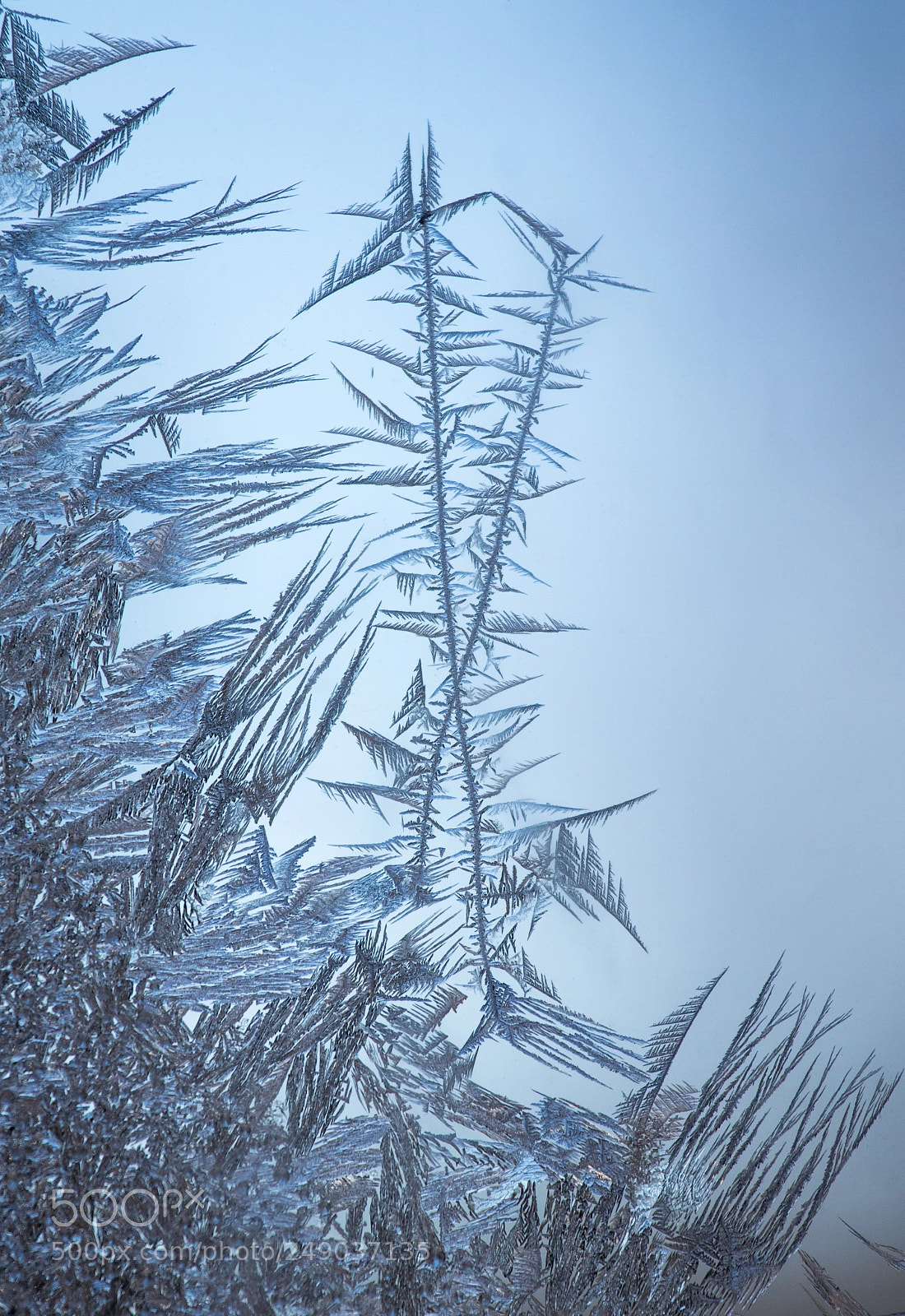 Canon EOS 7D Mark II sample photo. Polar ferns photography