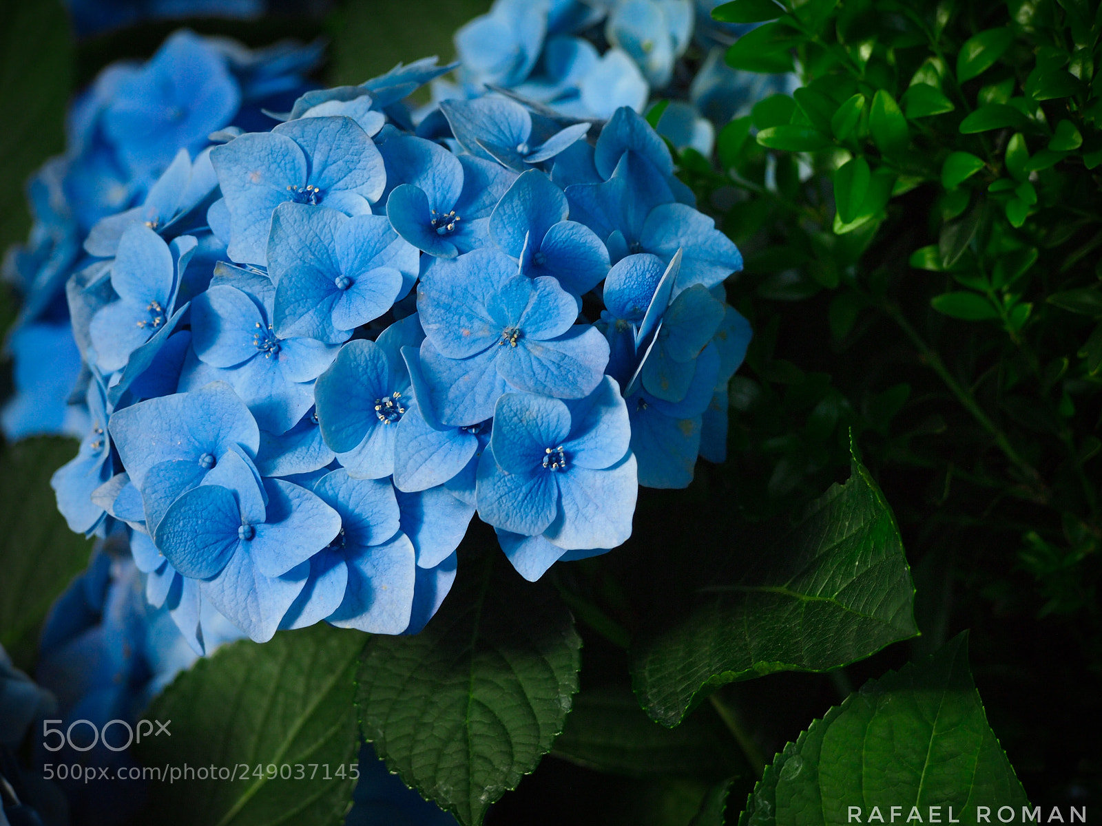 Olympus PEN E-PL1 sample photo. Daylight blues photography