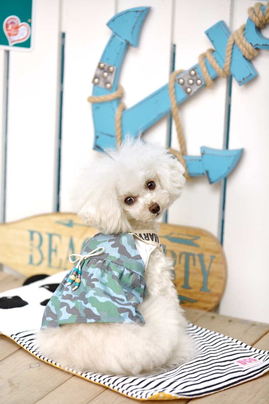 Nikon D800 sample photo. Poodle photography