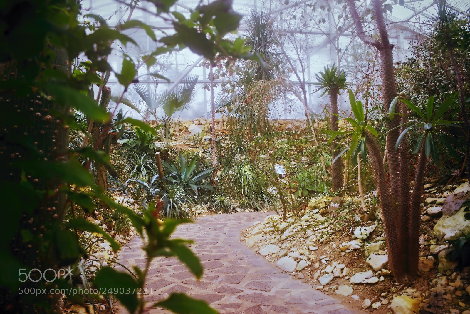 Nikon D5300 sample photo. In greenhouse of czech photography