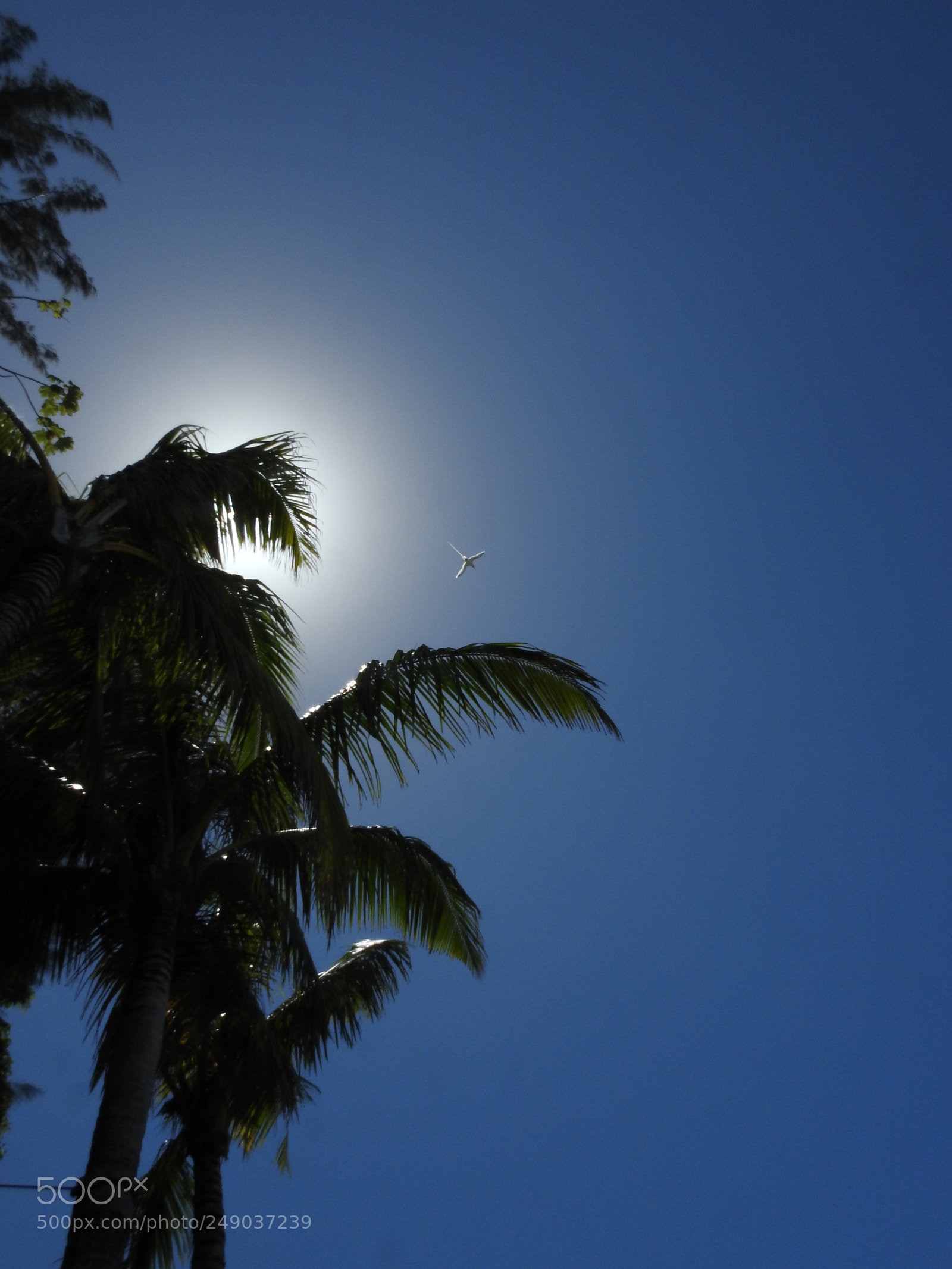 Nikon Coolpix P900 sample photo. Sun bird photography