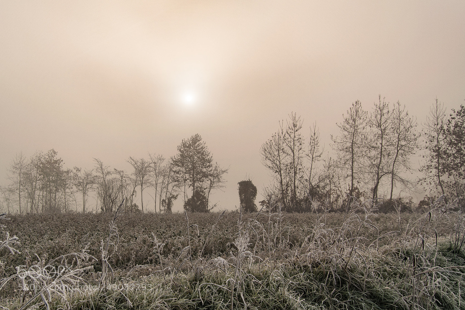 Nikon D5300 sample photo. Winter photography