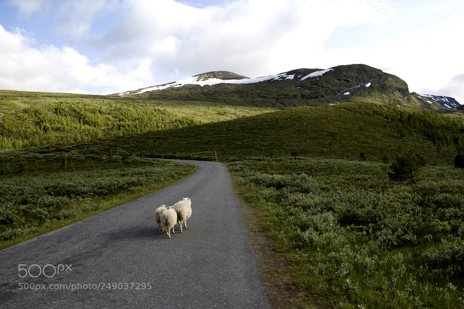 Canon EOS 60D sample photo. Sheeps on mountain in photography