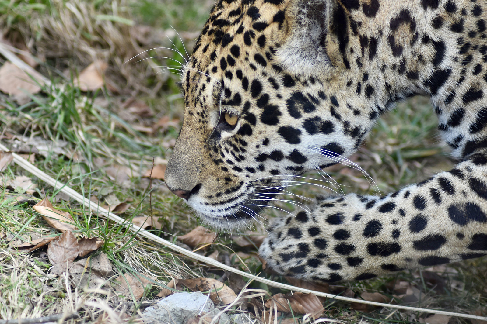 Nikon D7200 sample photo. Schau mir in die photography