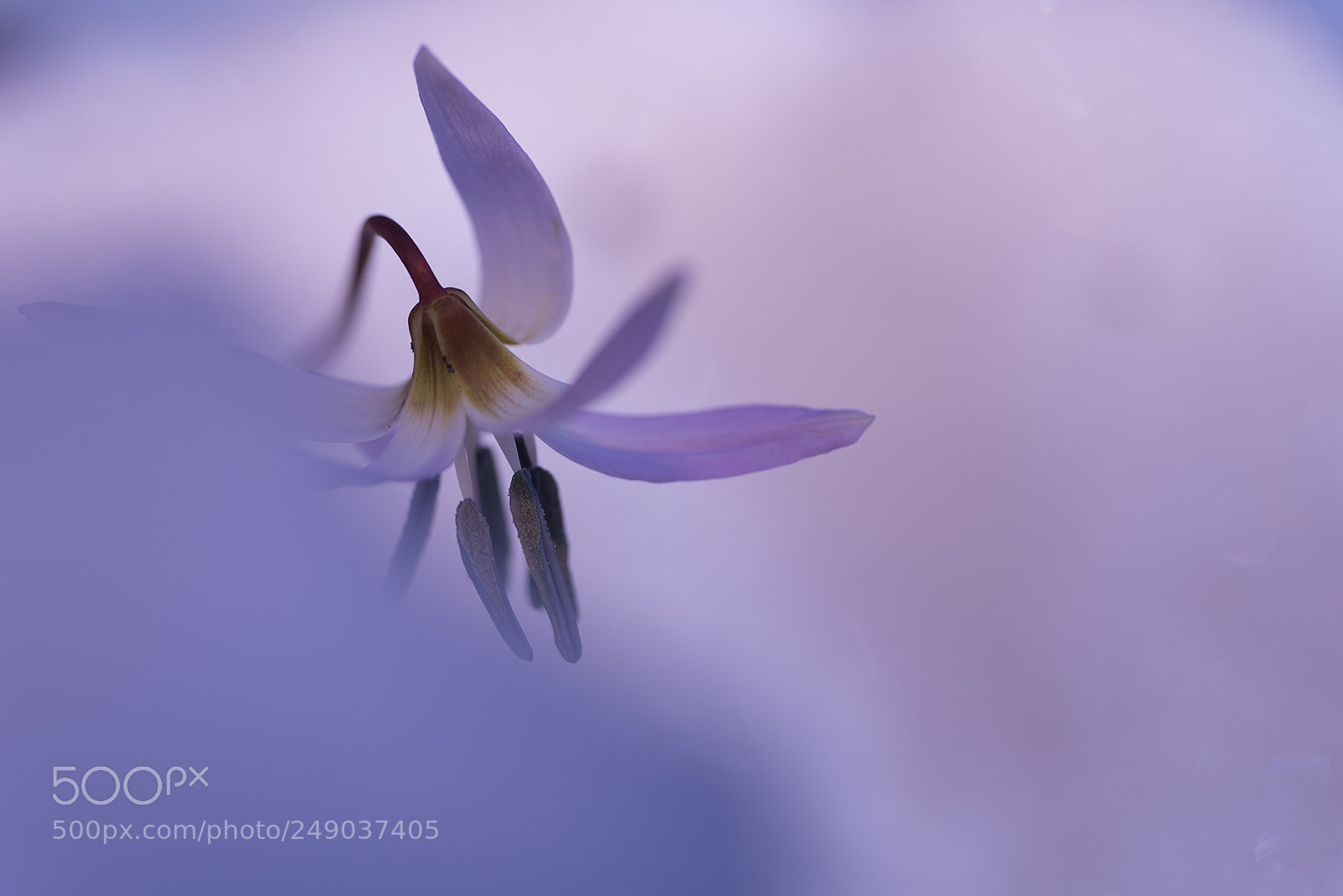 Nikon D810 sample photo. Dog s tooth violet photography