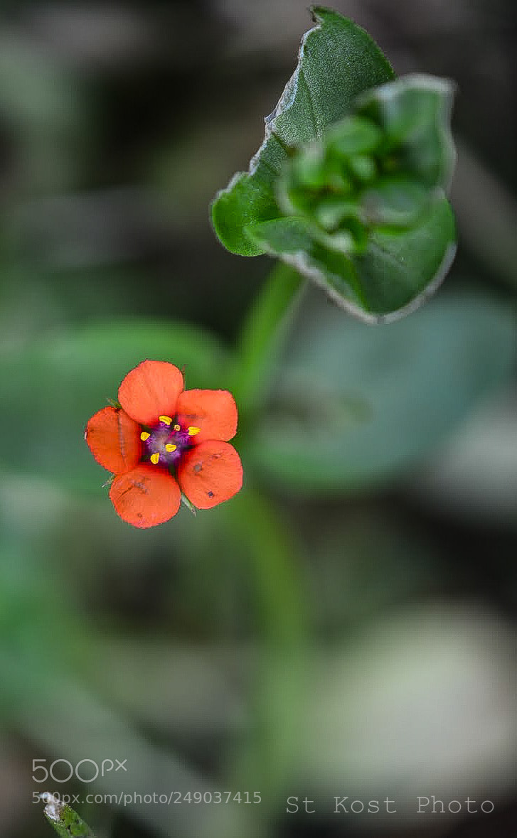 Nikon D5200 sample photo. Red dot photography