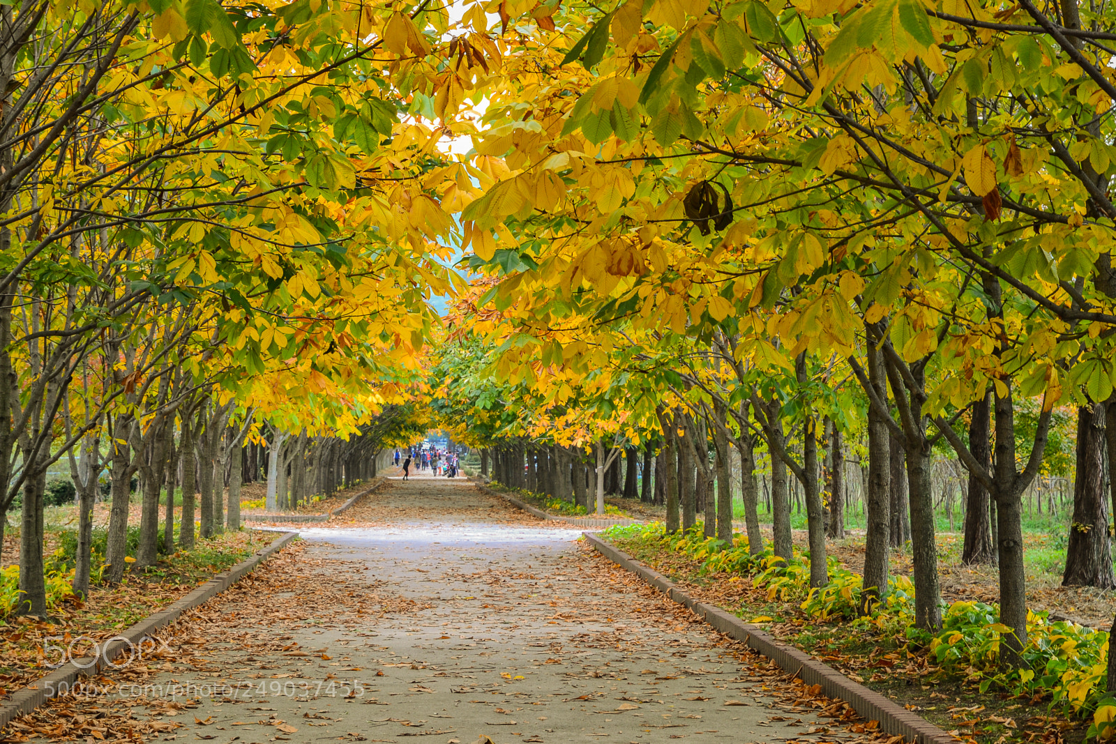 Nikon D3100 sample photo. Late autumn, gyeongju photography