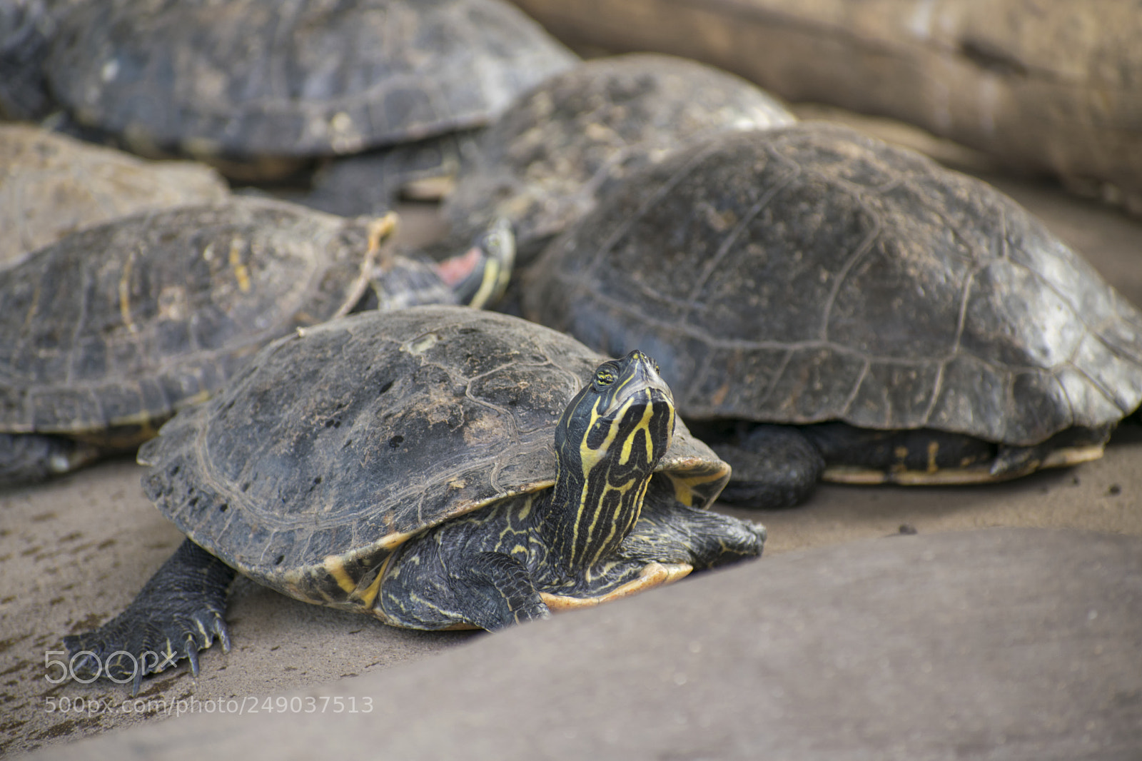 Nikon D5300 sample photo. Tortugas photography