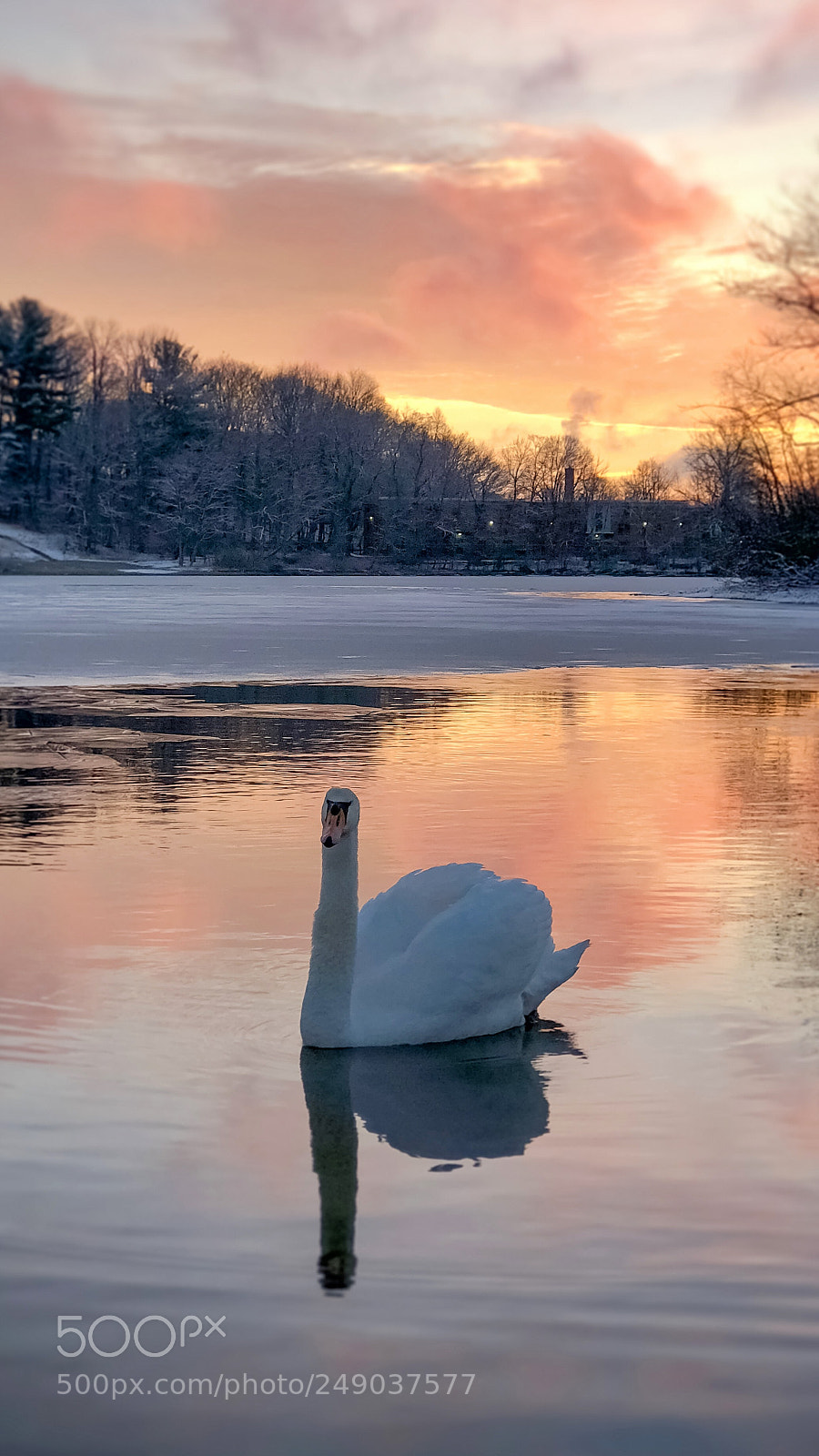 Apple iPhone 8 Plus sample photo. Swan at coes pond photography