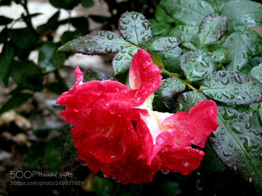 Canon PowerShot SX10 IS sample photo. Sorkh photography