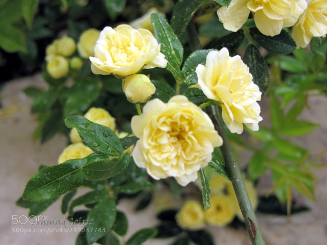 Canon PowerShot SX10 IS sample photo. Zard photography