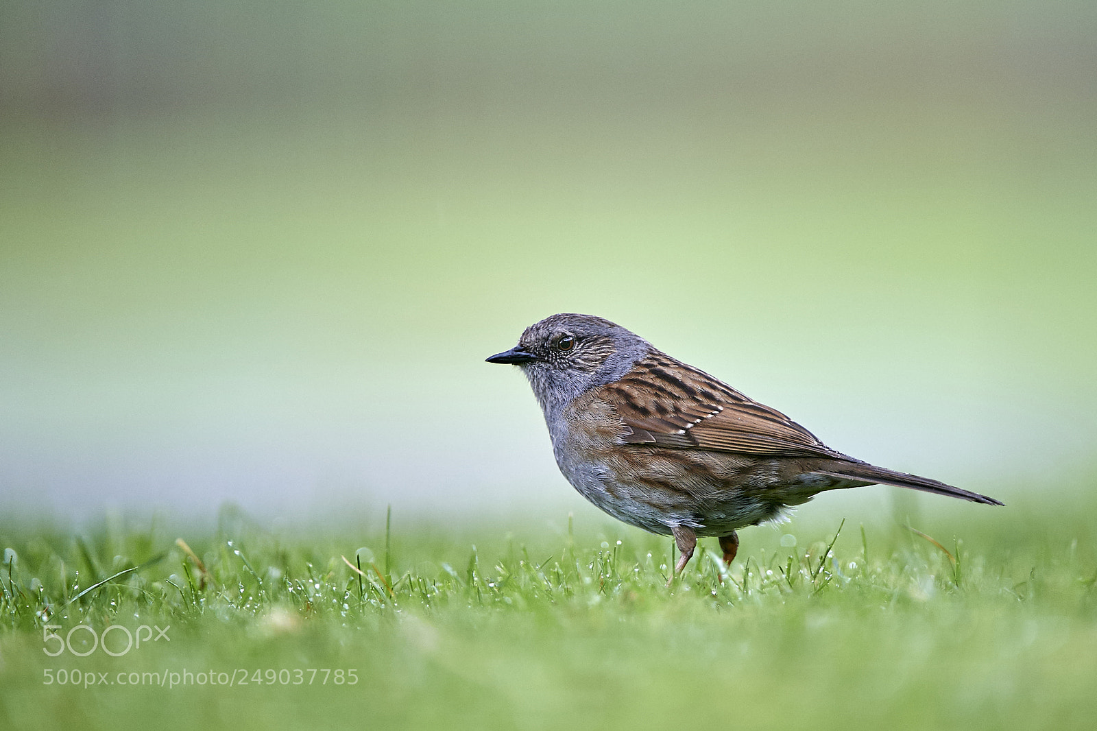 Nikon D3S sample photo. Hedge accentor photography
