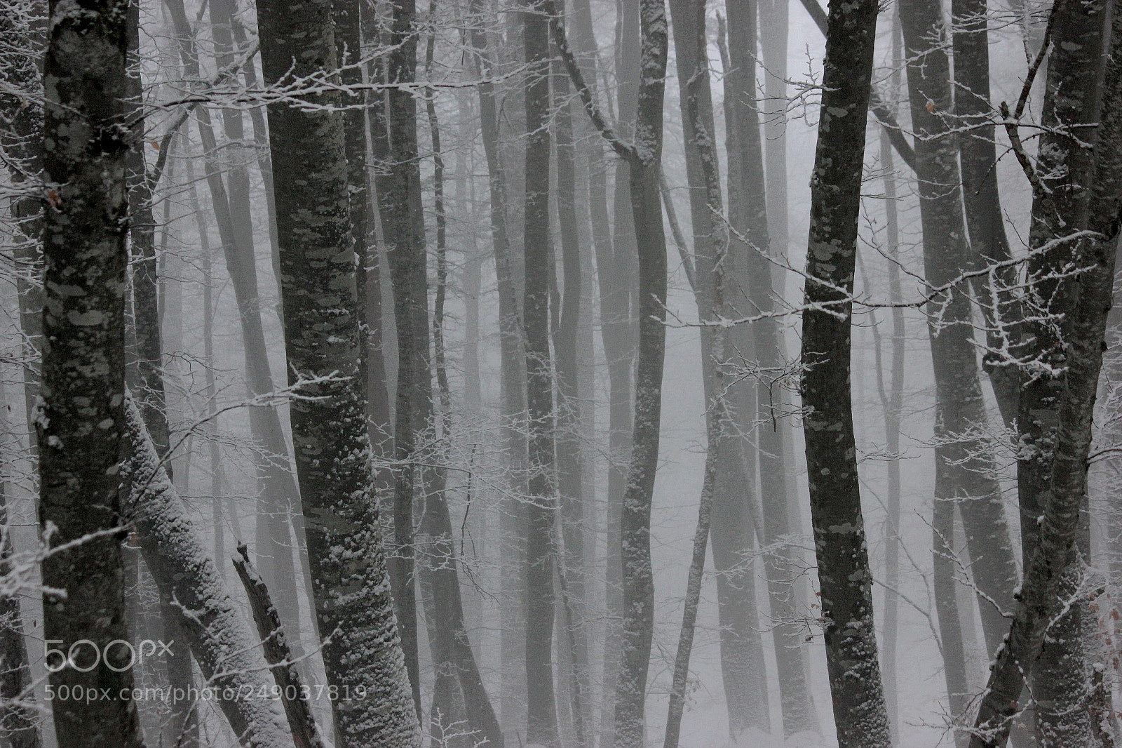 Canon EOS 550D (EOS Rebel T2i / EOS Kiss X4) sample photo. Brouillard matinal photography