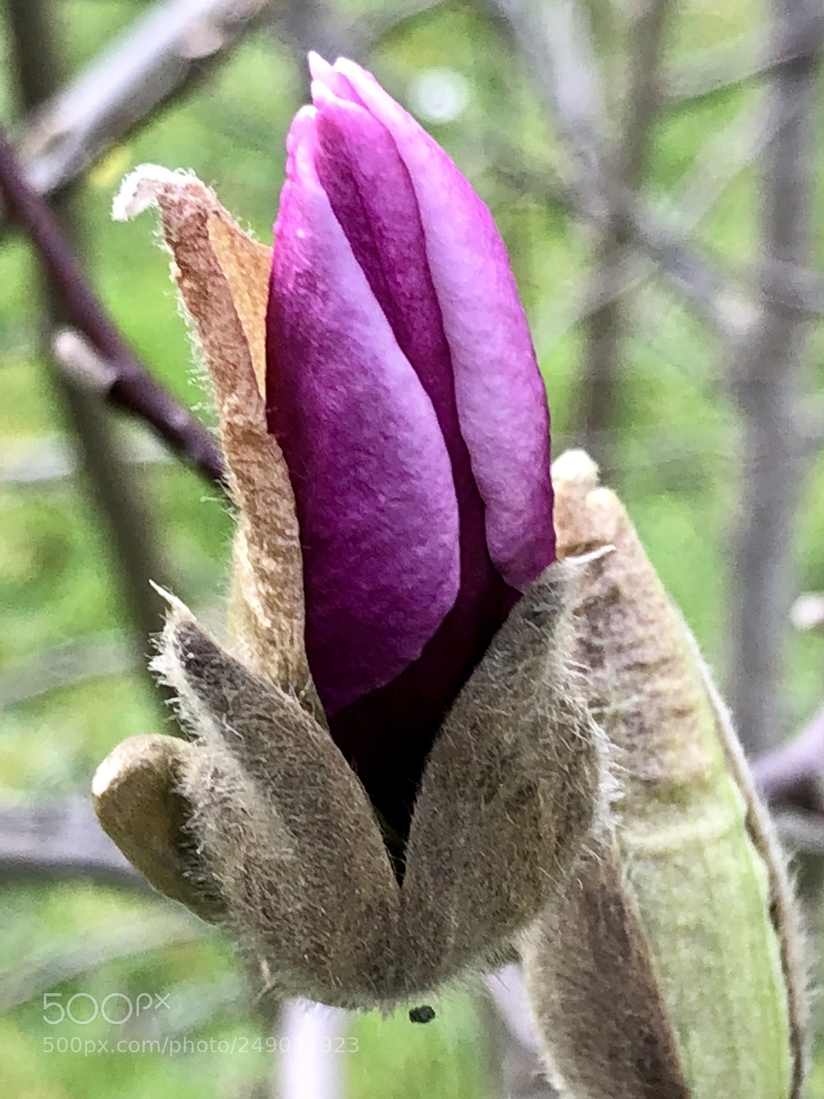Apple iPhone 8 sample photo. Famille des magnolias photography