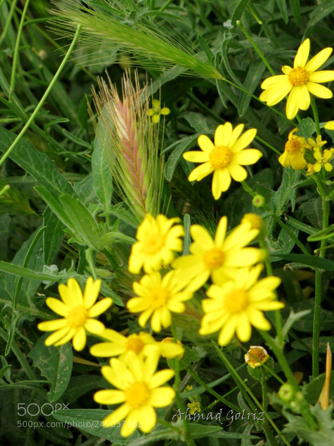 Canon PowerShot SX10 IS sample photo. Sabz zard photography