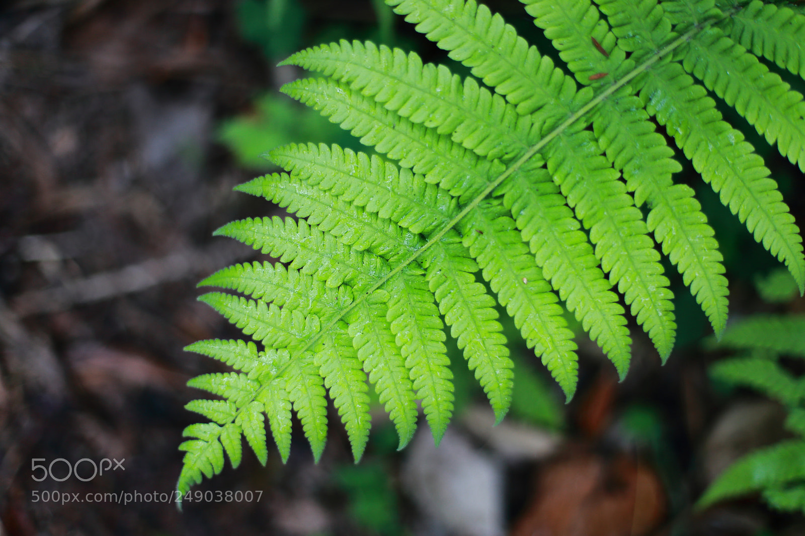 Canon EOS 6D + Canon EF 50mm F1.4 USM sample photo. Img photography