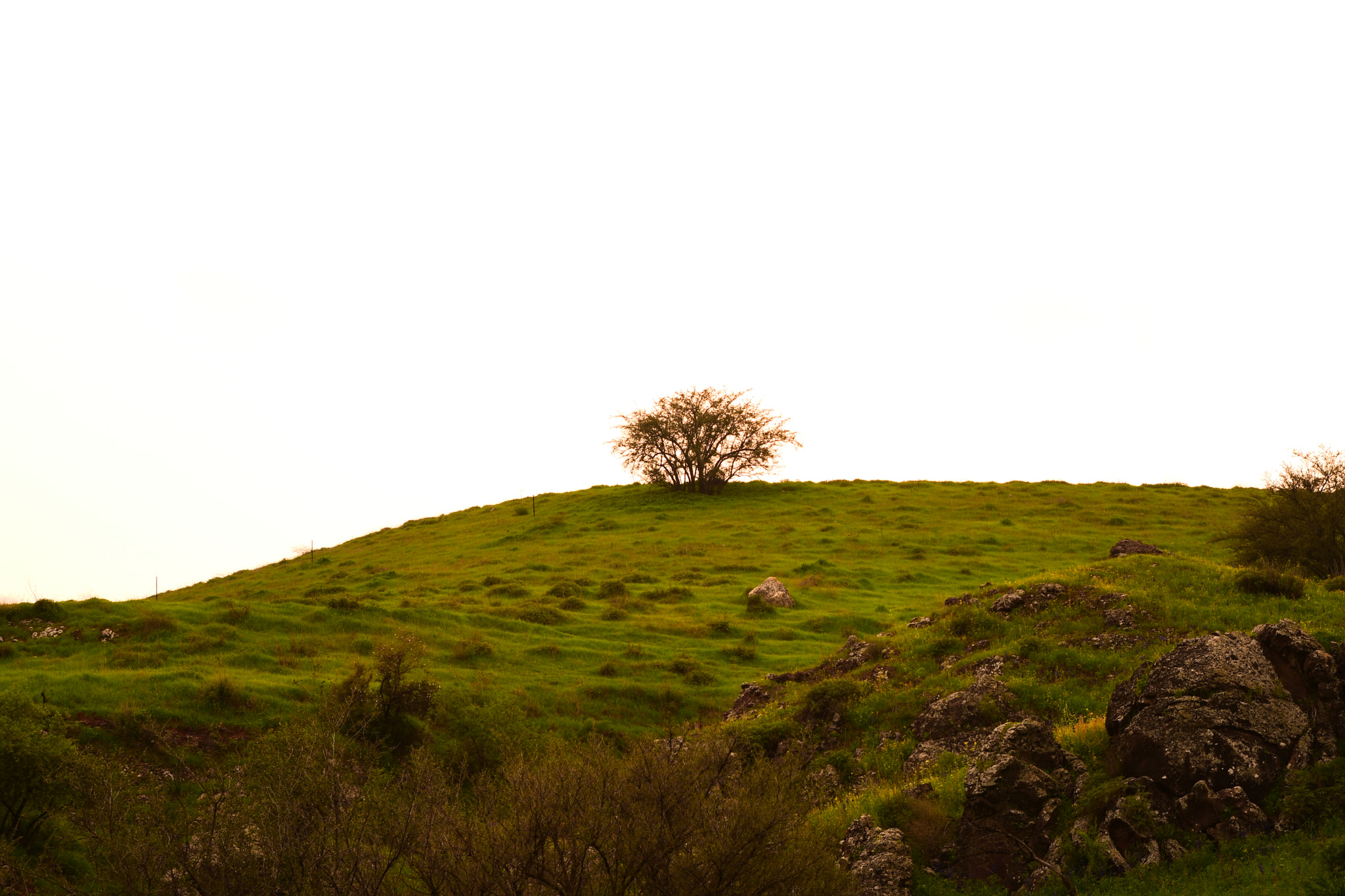 Nikon D3400 sample photo. The lonely tree photography