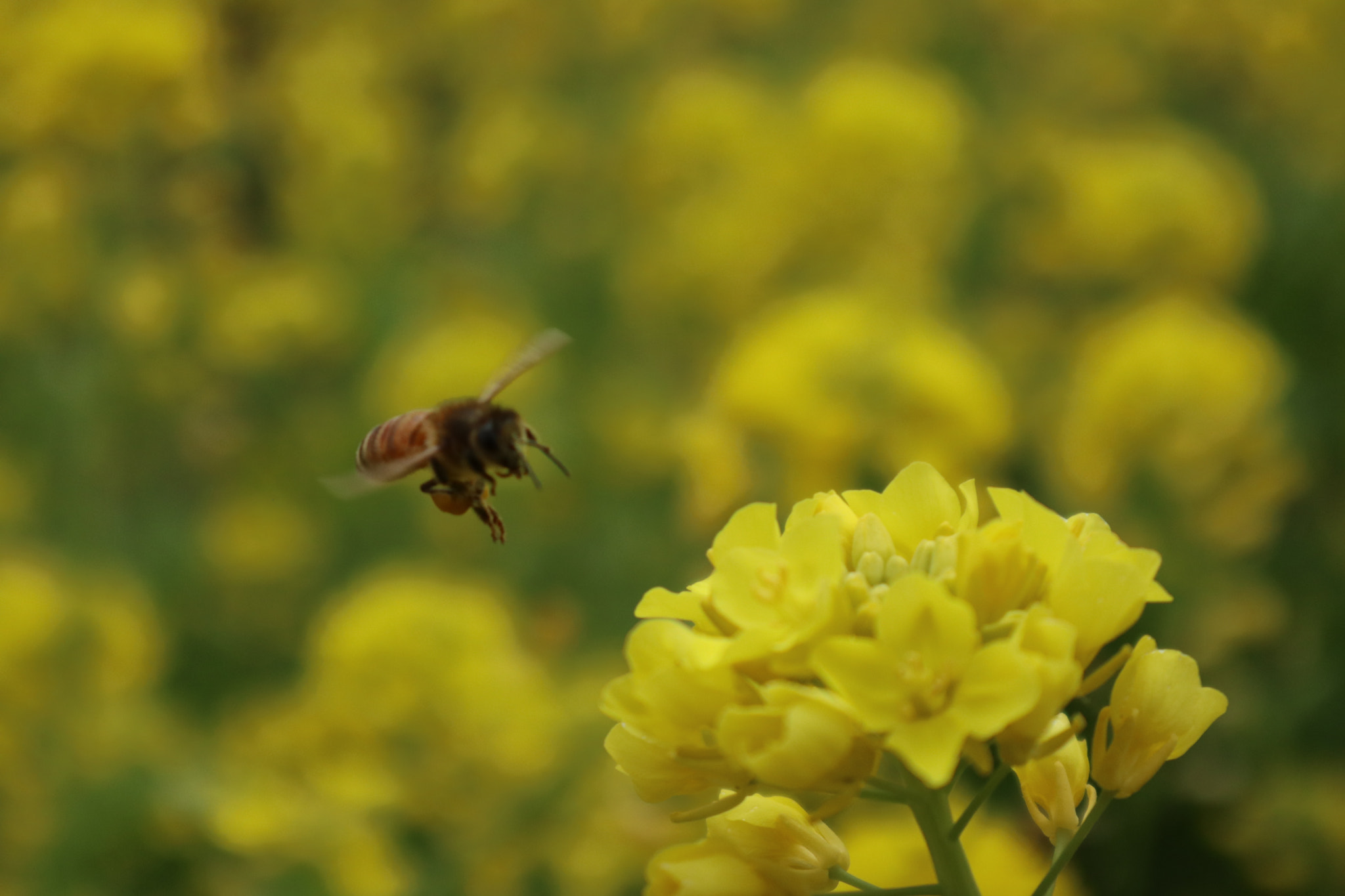 Canon EOS M6 sample photo. 春 photography