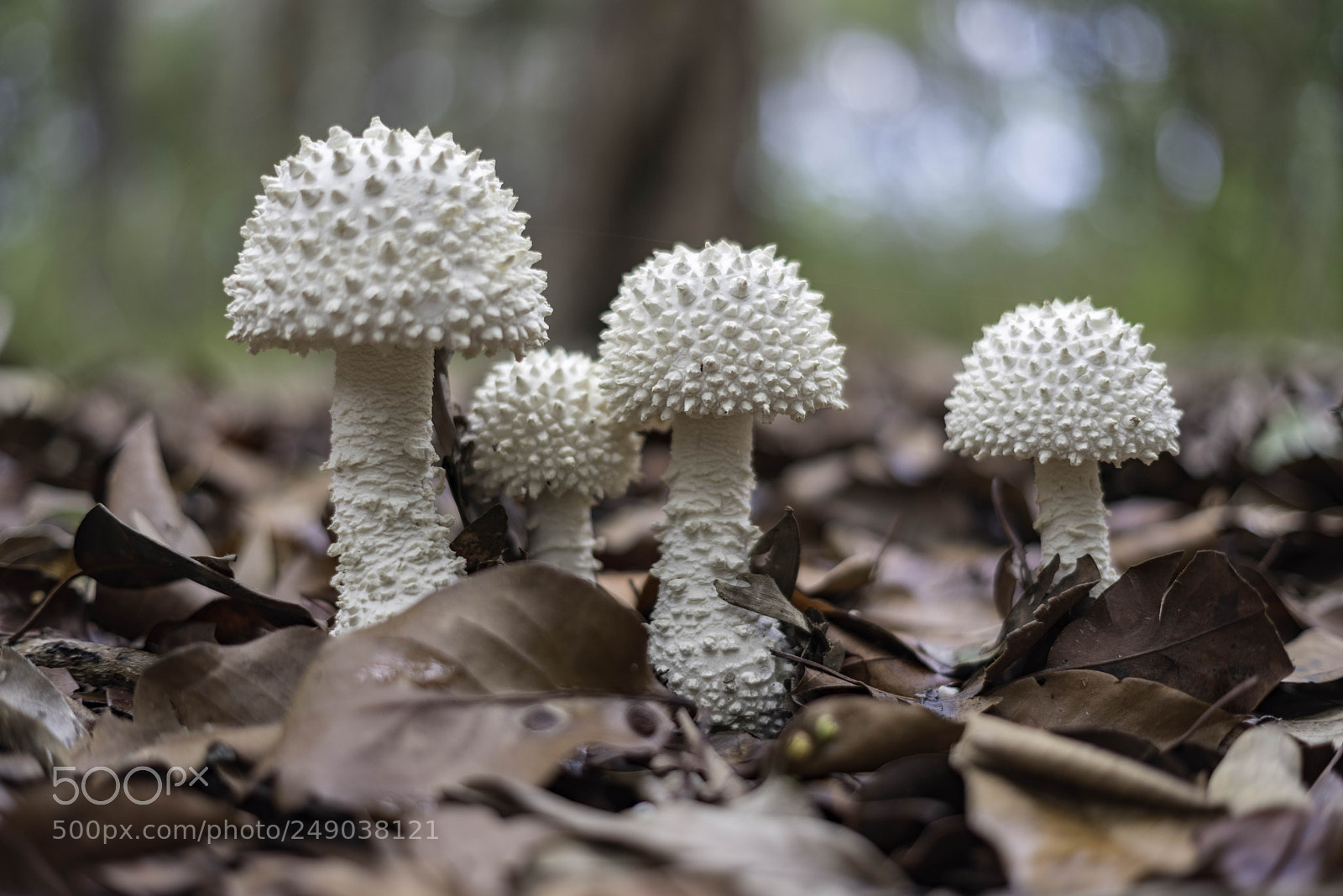Pentax K-1 sample photo. Fungi photography