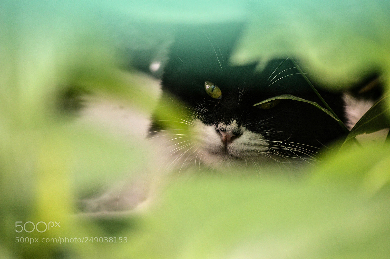 Nikon D3200 sample photo. Fauna photography